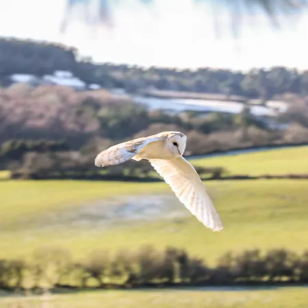 Swallow * سكرابورو