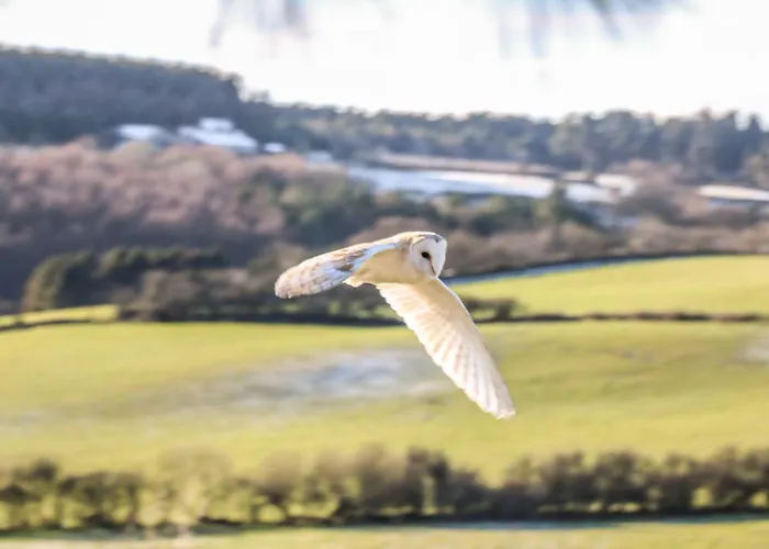 Swallow * سكرابورو