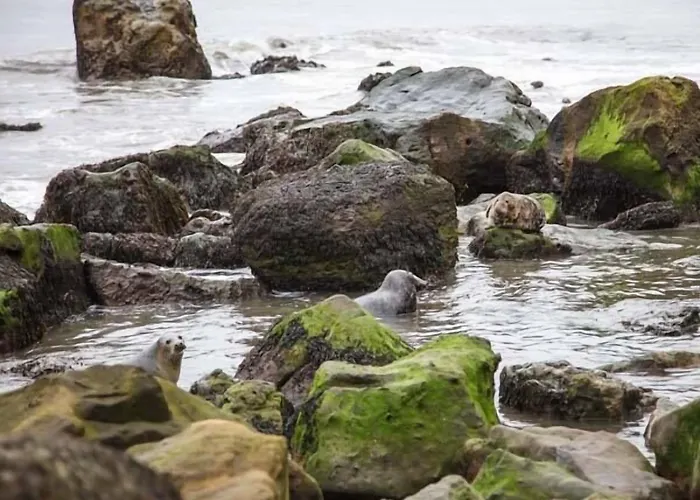 بيت للعطل Swallow سكرابورو