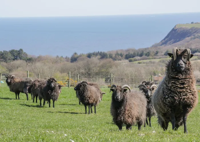 Swallow بيت للعطل سكرابورو