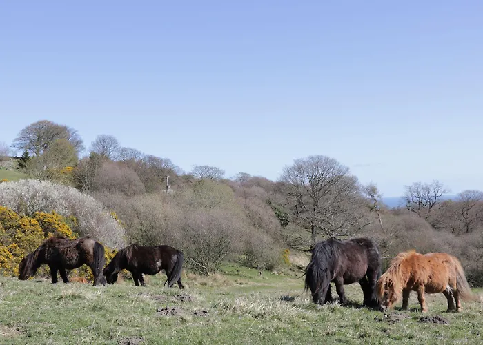 بيت للعطل Swallow *